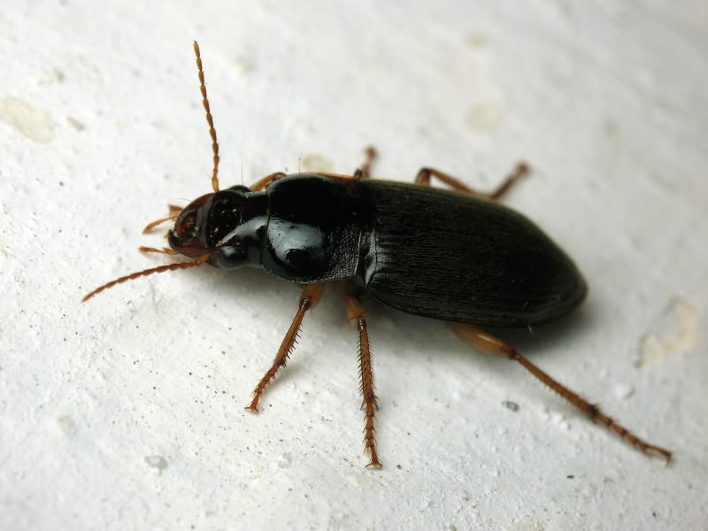 Pseudoophonus rufipes (De Geer, 1774)